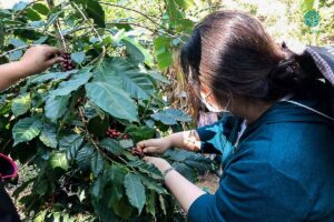 Read more about the article Hillkoff Coffee Camp 2020 & CP All 22-23/01/63