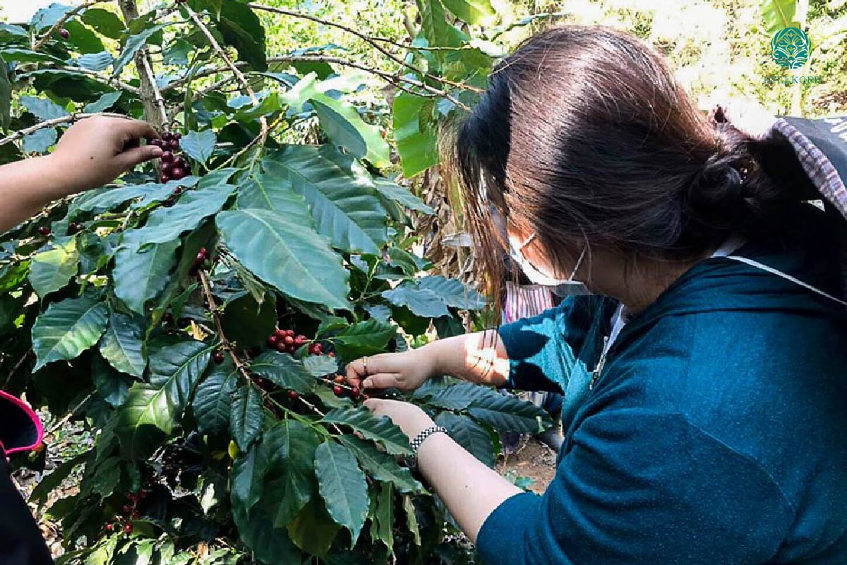 You are currently viewing Hillkoff Coffee Camp 2020 & CP All 22-23/01/63