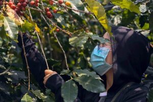 Read more about the article Coffee Camp CP All​
