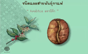 Read more about the article ชนิดและสายพันธุ์กาแฟ อราบิก้า (Arabica)
