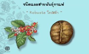 Read more about the article ชนิดและสายพันธุ์กาแฟ โรบัสต้า (Robusta)