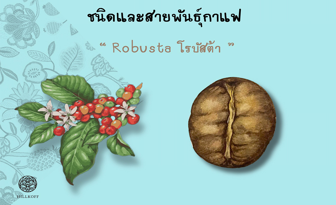 You are currently viewing ชนิดและสายพันธุ์กาแฟ โรบัสต้า (Robusta)