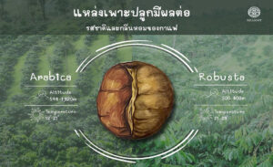 Read more about the article พื้นที่เพาะปลูกกาแฟและสภาพภูมิอากาศมีผลกระทบต่อกาแฟหรือไม่
