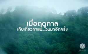 Read more about the article เมื่อฤดูกาลเก็บเกี่ยวกาแฟ.. วนมาอีกครั้ง..