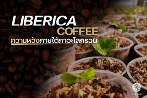Read more about the article “ลิเบอร์ริกา” ความหวังภายใต้ภาวะโลกรวน 