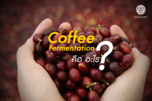 Read more about the article Coffee Fermentation คืออะไร ?