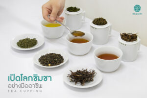 Read more about the article เปิดโลกการชิมชาอย่างมืออาชีพ: เจาะลึกกระบวนการชิมชาตั้งแต่การเตรียมอุปกรณ์ไปจนถึงการทดลองชิมแบบ Blind Tasting